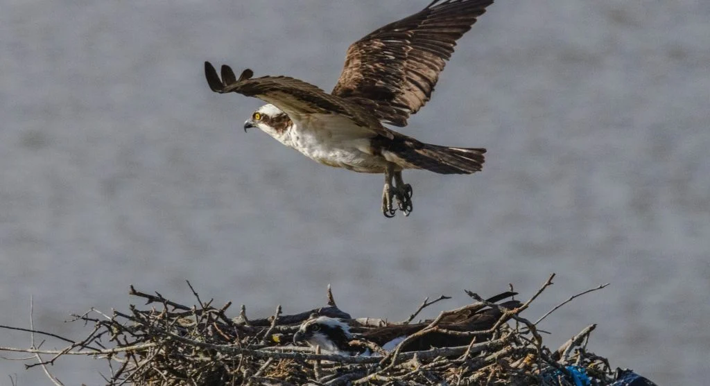 Osprey pair building nest on platform