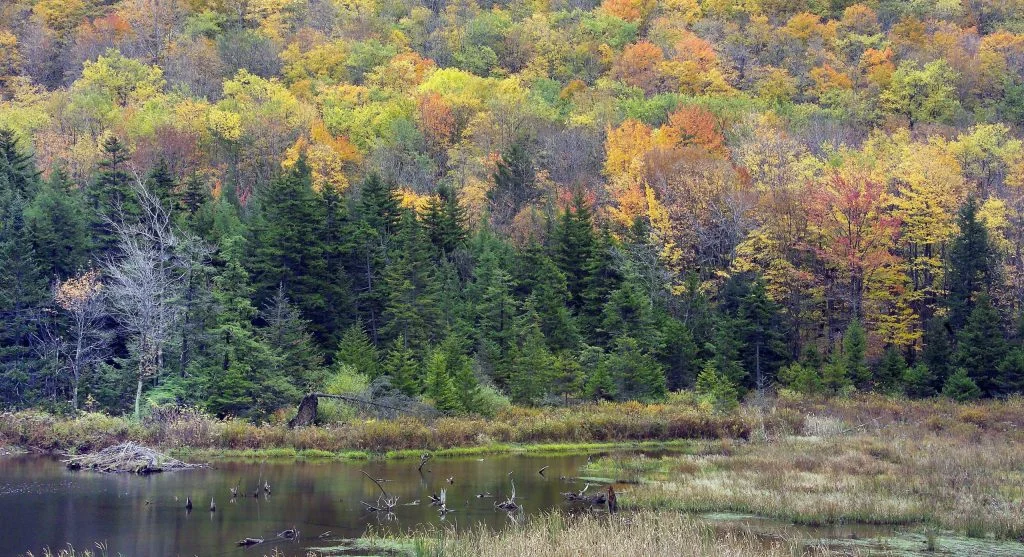 beaver lodge in pond with dam
