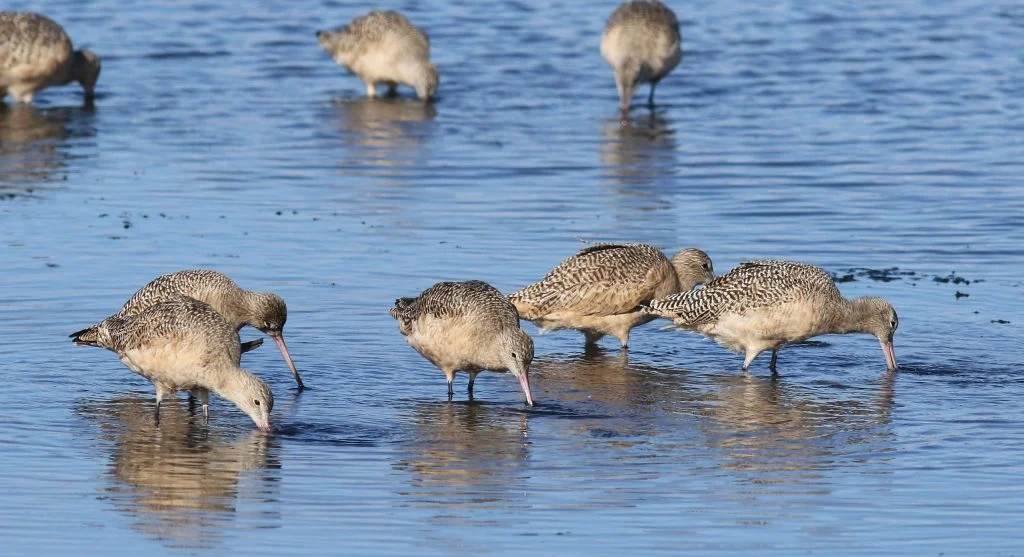 bar-tailed godwit resting in coastal wetland