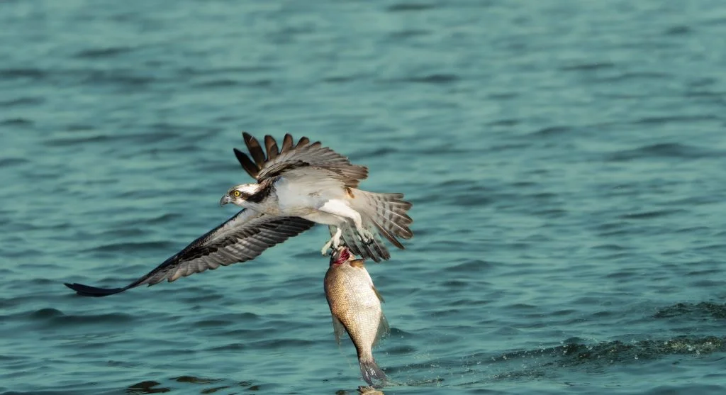 osprey diving into water for fish