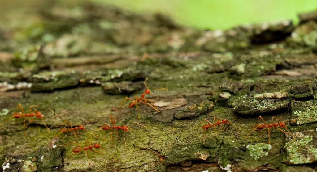 leafcutter ants in tropical forest