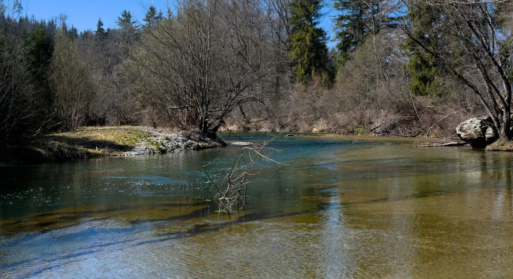 beaver building dam in stream