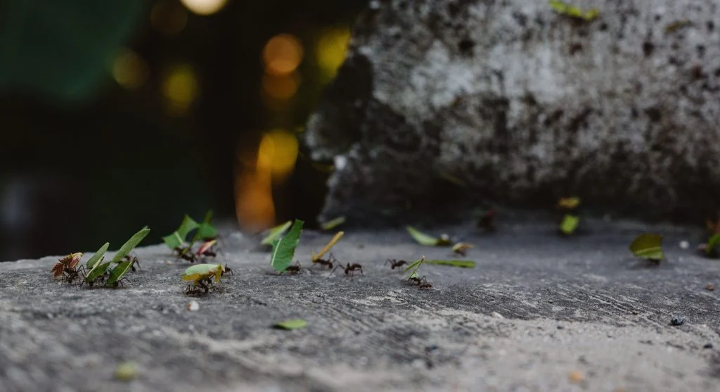 leafcutter ants carrying leaves