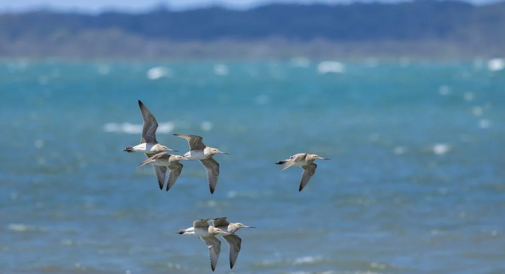 Bar-tailed godwits flying over ocean