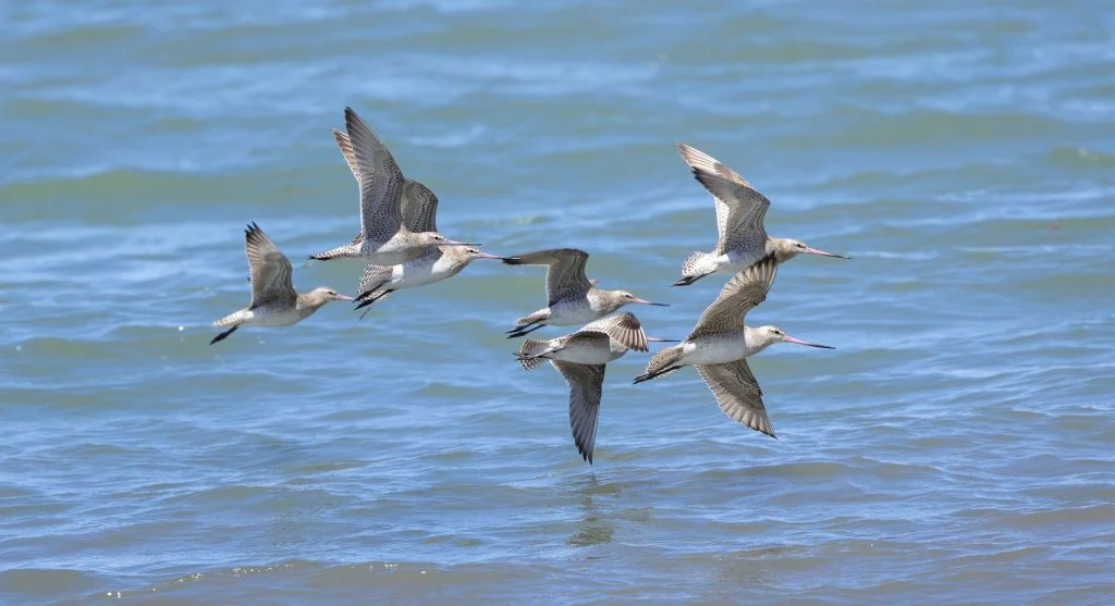 Bar-tailed godwit in flight over ocean