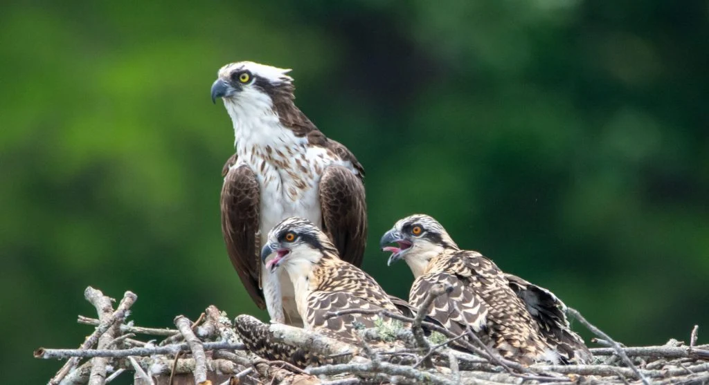 osprey chicks in artificial nest